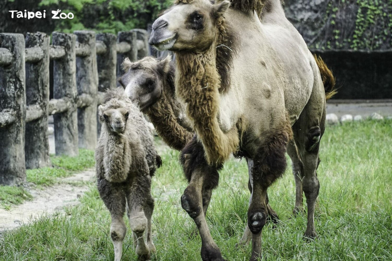 雙峰駱駝「煙子」（左）打從出生開始，就緊跟著媽媽「梅煙」（右）和姐姐「煙行」形影不離地生活。   圖：翻攝自台北市立動物園官網