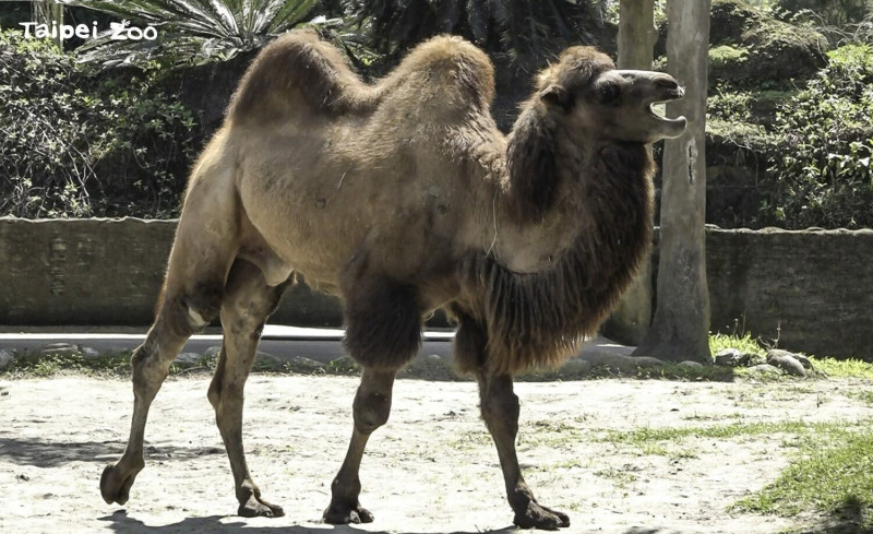 雙峰駱駝「煙子」會發出清晰高頻的嗚吼聲呼叫媽媽和姊姊。   圖：翻攝自台北市立動物園官網