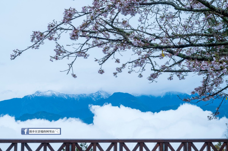 大片雲海覆蓋部分山頭，雨後櫻花不受影響，反而更引人注目。   圖：取自漫步在雲端的阿里山臉書