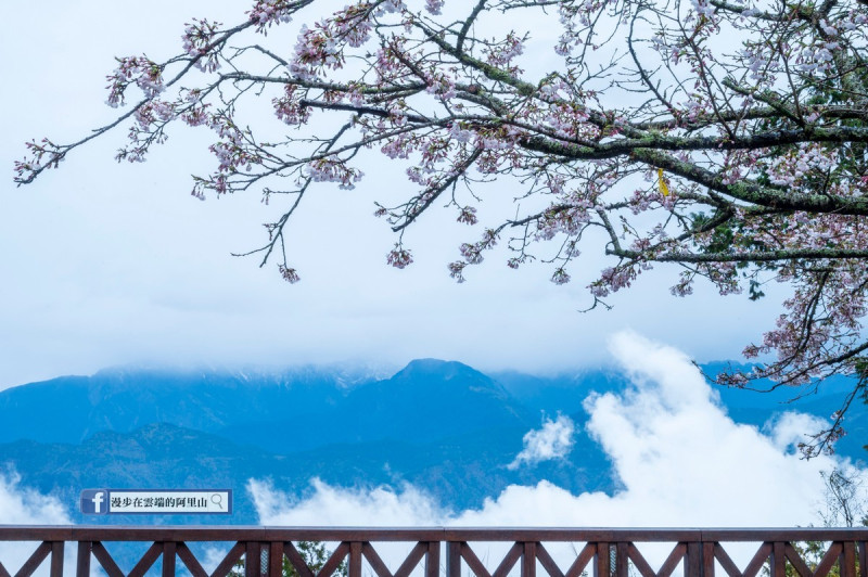 阿里山內的染井吉野櫻與玉山白雪隔空相互輝映。   圖：取自漫步在雲端的阿里山臉書