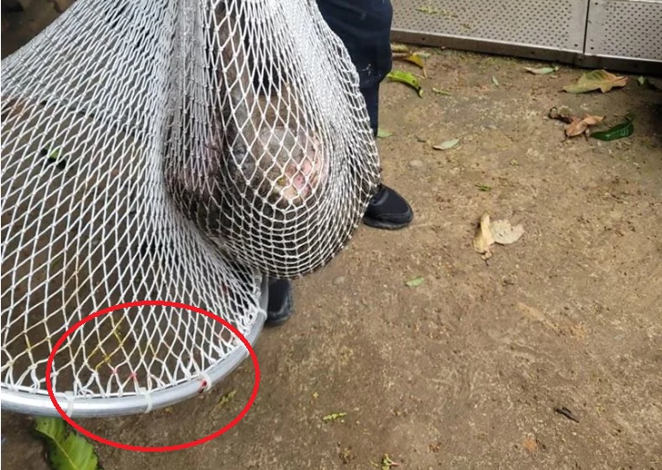 捕捉狒狒的網子上沾有血跡。   圖：翻攝畫面