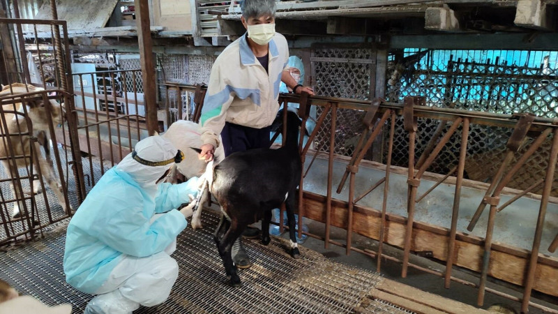 獸醫師替羊隻進行結核病檢測。   圖：新北市動保處提供