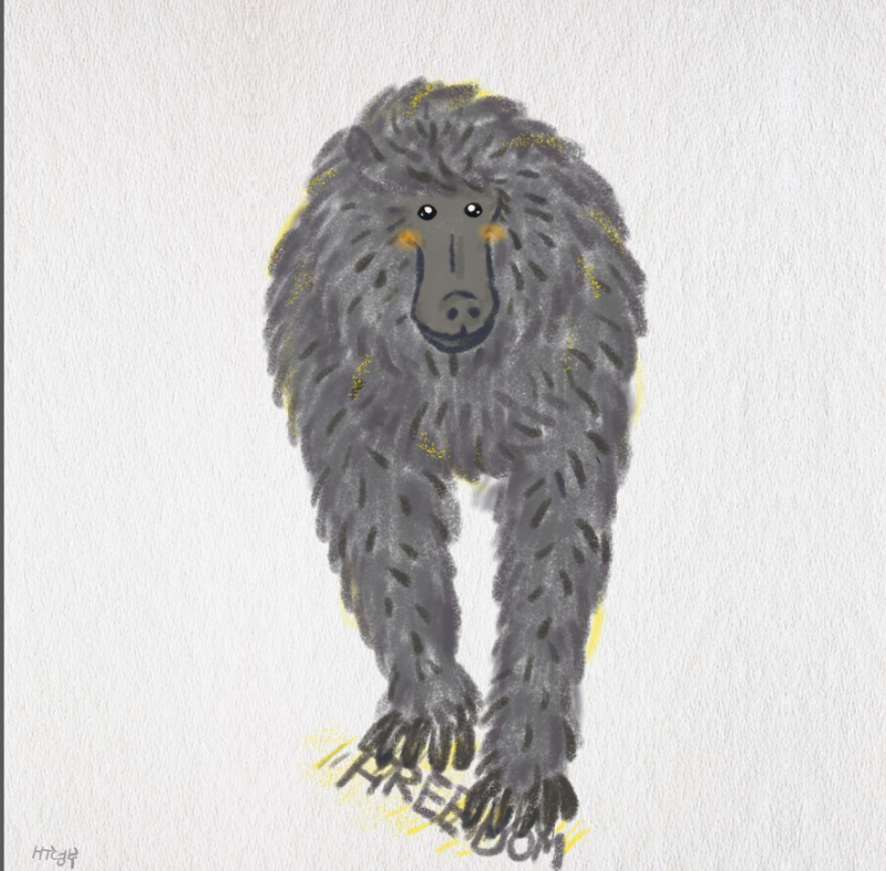 插畫家魚京魚即於IG上發表其創作的狒狒圖像，並認為自南韓動物園逃脫的斑馬、美國自動物園逃脫的2隻老虎都能平安回家了，「桃園的狒狒呢？」文中不捨引發共鳴。   圖：翻攝自chingyu1102 IG