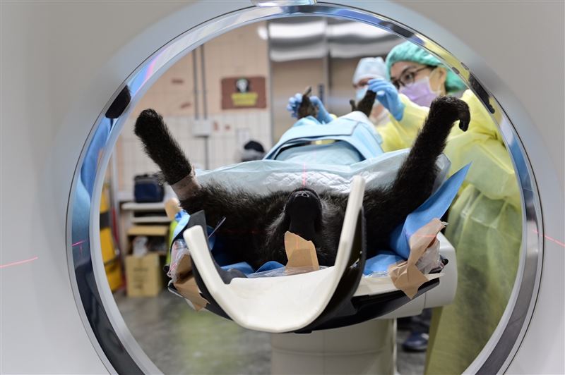 狒狒遺體於今日上午送至台北市立動物園檢驗，進行斷層掃描、照射X光，以及毛髮、血樣與肌肉組織採檢。   圖：林務局／提供