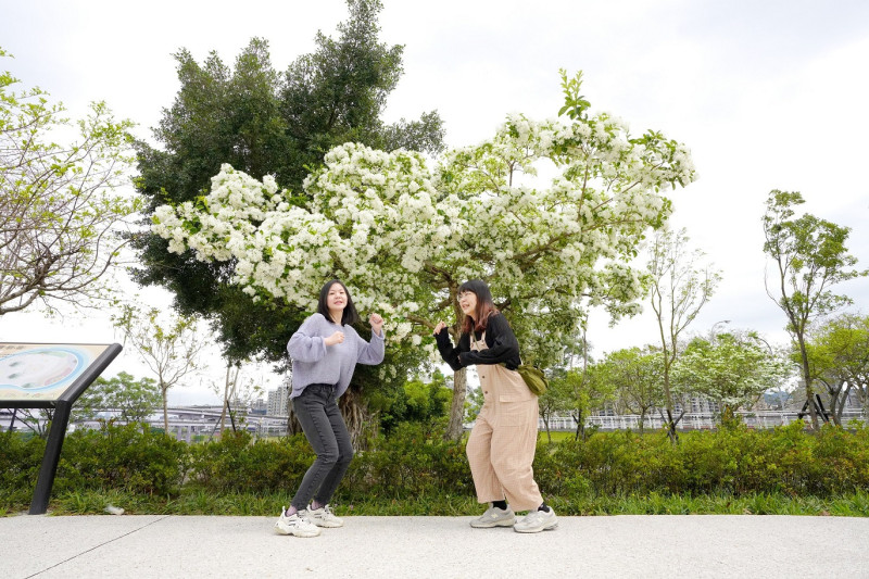 在盛開的流蘇樹下感受春天的活力吧！   圖：新北市高灘處提供