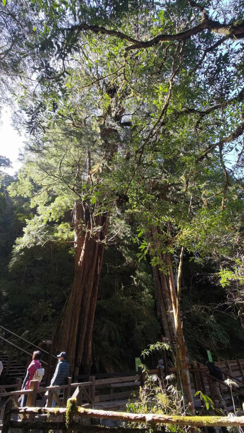 拉拉山除了有神木群，還有全線林道2.6公里的步道，讓遊客可以完全沉浸在大自然中踏青。   圖：取自拉拉山國家森林遊樂區臉書