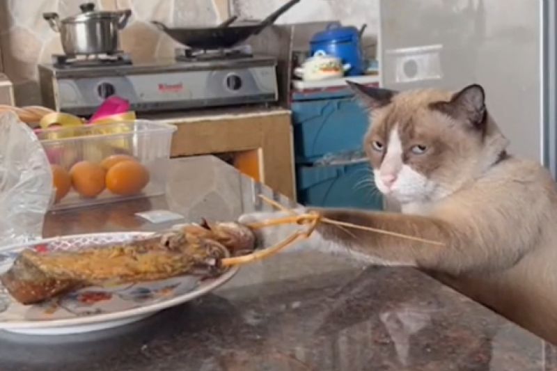泰國這隻貓咪用眼神擊退主人勸阻的心。   圖／TiKTok：ivyisveryhappy