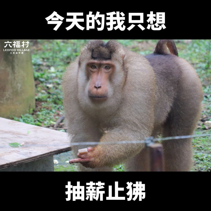 六福村一開始粉認脫逃狒狒是自家的，小編還用「抽薪止狒」的梗圖炒熱度。   圖：翻攝自六福村臉書