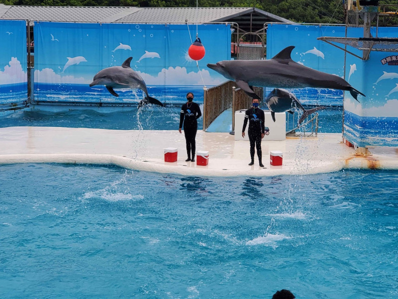 野柳海洋世界海豚表演秀，是北台灣可以近距離觀察到海洋生物的觀光遊樂業。   圖：新北市觀旅局提供