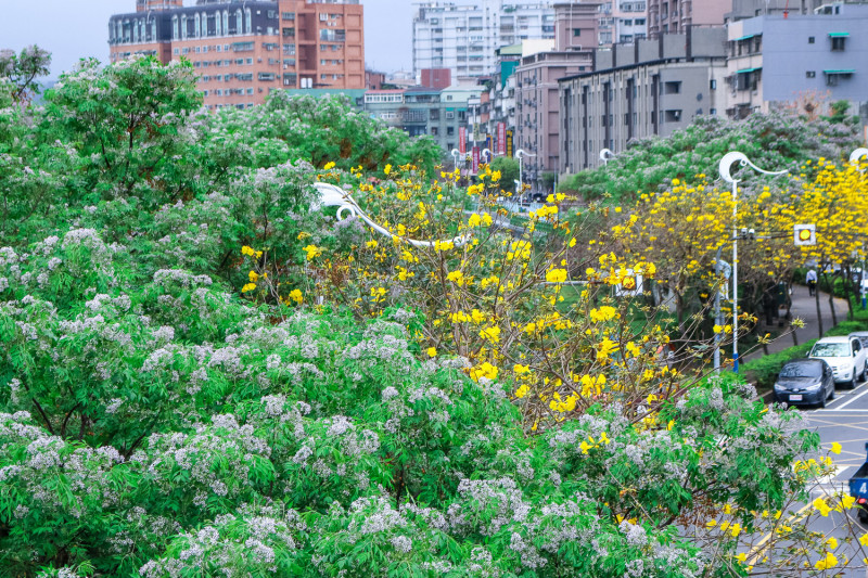 淡紫色苦楝花搭配黃花風鈴木交錯於樹蔭中。   圖：新北市水利局提供