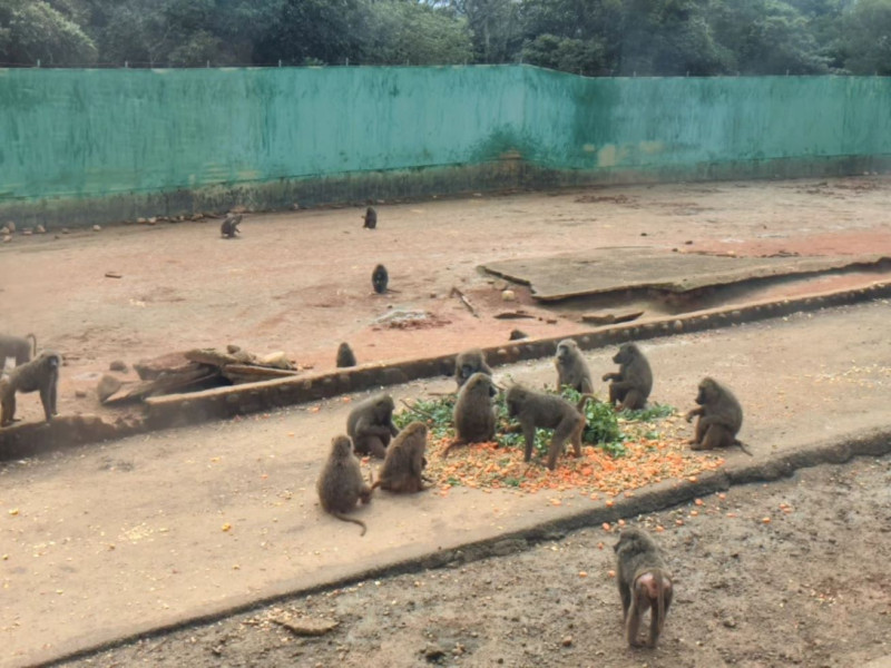 狒狒區餵食及圍牆現況   圖：農委會林務局／提供