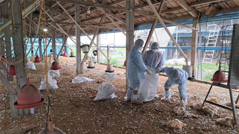 彰化大城鄉某土雞場傳禽流感疫情，31日撲殺16962隻雞隻。   圖：彰化縣政府提供