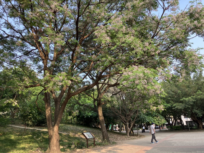 中和四號公園苦楝花大盛開，微風中飄來淡淡的清香。   圖：新北市景觀處提供