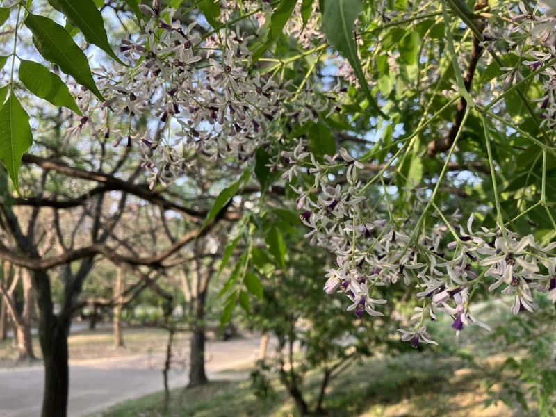 春季時中和四號公園苦楝花，粉紫花蕊開滿枝枒。   圖：新北市景觀處提供
