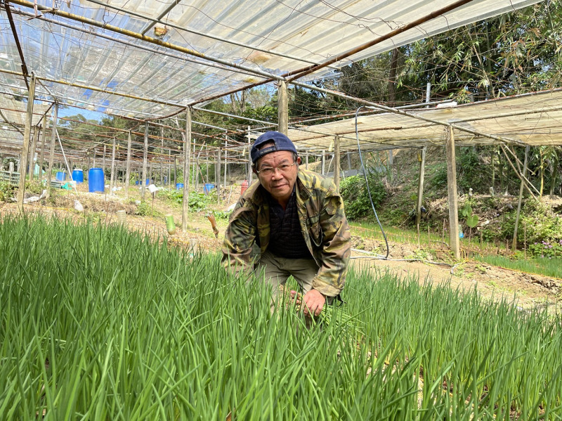 深坑區蔥農葉瑞建嚴格把關生產珠蔥品質，深受消費者喜愛。   圖：新北市農業局提供