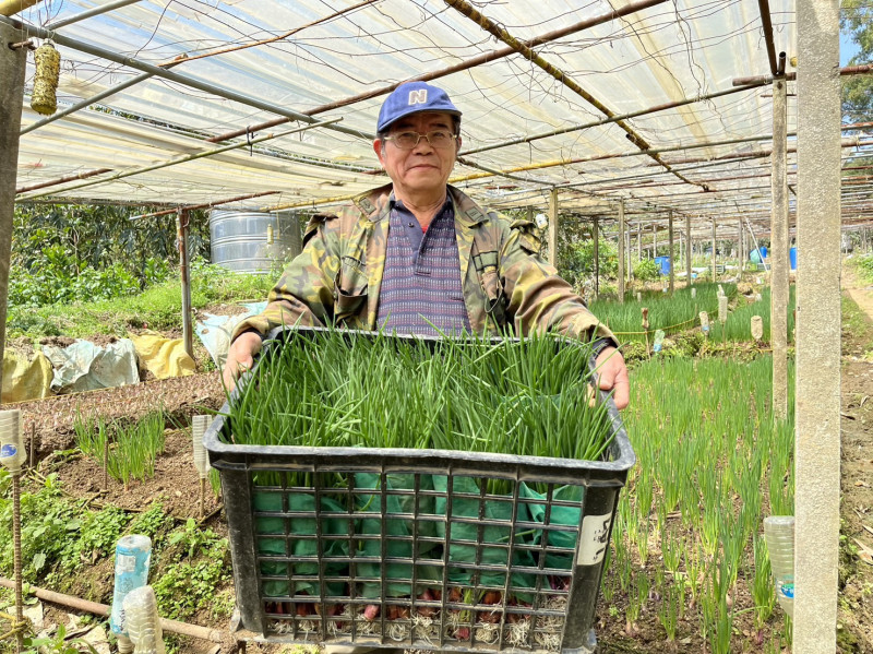 葉瑞建同時也秉持著從事加工出口業對於產品品管的堅持，田區內採收的珠蔥都會進行分級。   圖：新北市農業局提供