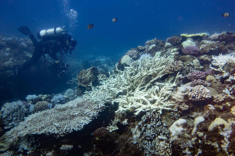 四面環海的台灣卻仍未制定《海洋保育法》，僅有8%的海洋受到保護，這是一個令人遺憾和憂慮的事實。   圖：取自財團法人綠色和平基金會