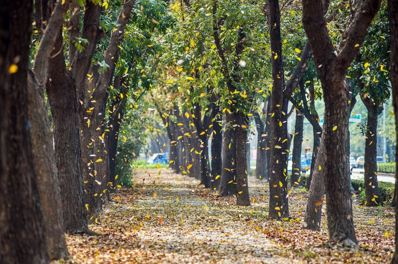 季節交替時，嘉義市世賢路步道落英繽紛，美景如詩如畫。   圖：嘉義市政府/提供