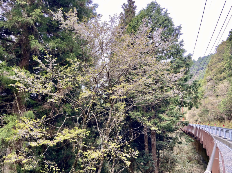 太平山櫻花已盛開。   圖：羅東林區管理處／提供