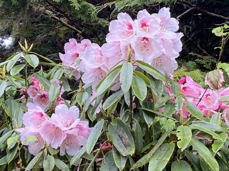 玉山杜鵑。   圖：羅東林區管理處／提供