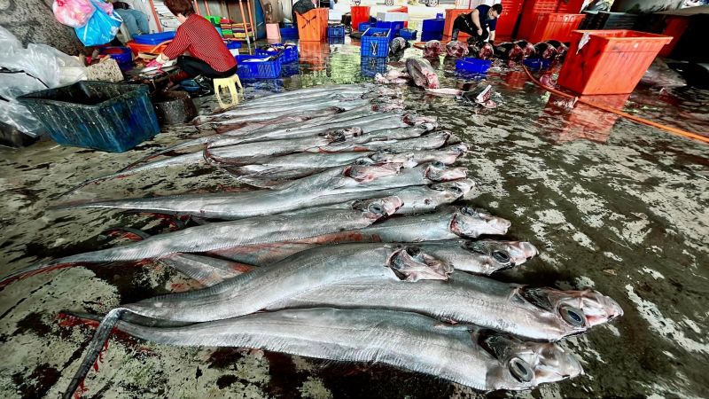 近日台東成功漁港有漁民捕獲將近50尾有「地震魚」之稱的皇帶魚，總重量甚至高達400多公斤。   圖／阿春新鮮魚貨－台東成功漁場臉書