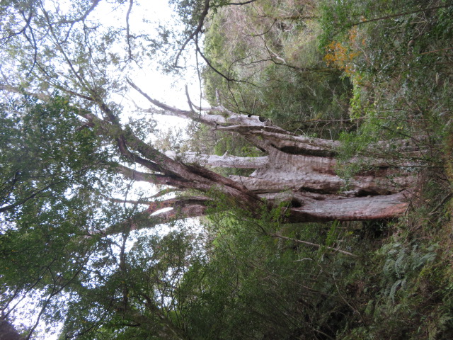 拉拉山18號巨木是胸高樹圍最大的神木，由4株紅檜合併而成。   圖：林務局／提供