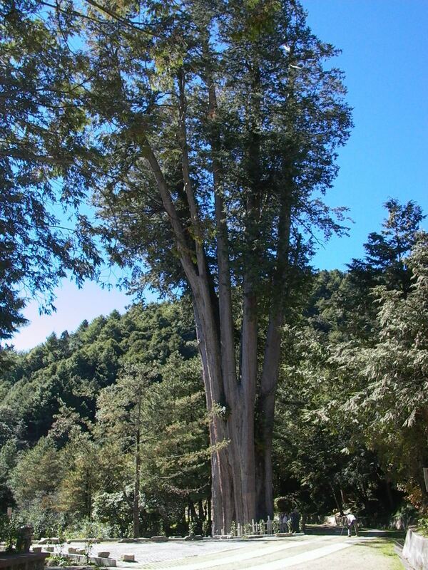 結果顯示雪山神木為9株紅檜合併的巨木，樹圍13.5公尺，原推估樹齡1,400年，下修為1,095年。   圖：林務局／提供
