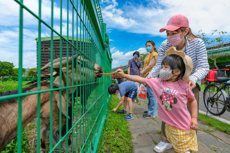 浮洲藝術公園羊咩咩的家小朋友開心餵羊。   圖：新北市水利局提供