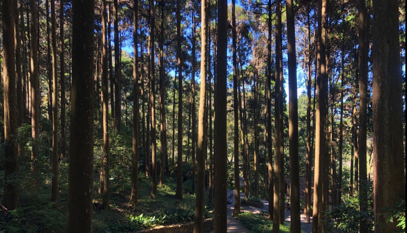 昨(12)日屏東林區管理處宣布，藤枝國家森林遊樂區4月21日起免預約，民眾可現場購票入園   圖：翻攝自屏東林區管理處官網