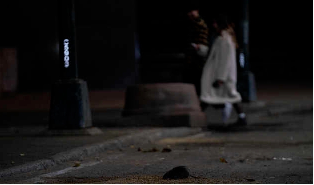 紐約市街頭隨處都可看見老鼠。   圖 : 翻攝自澎派影像