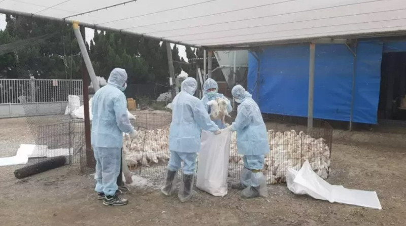 彰化縣竹塘鄉一間肉鴨場確診H5N1亞型高病原性禽流感病毒，共撲殺880隻肉鴨。   圖：彰化縣政府／提供