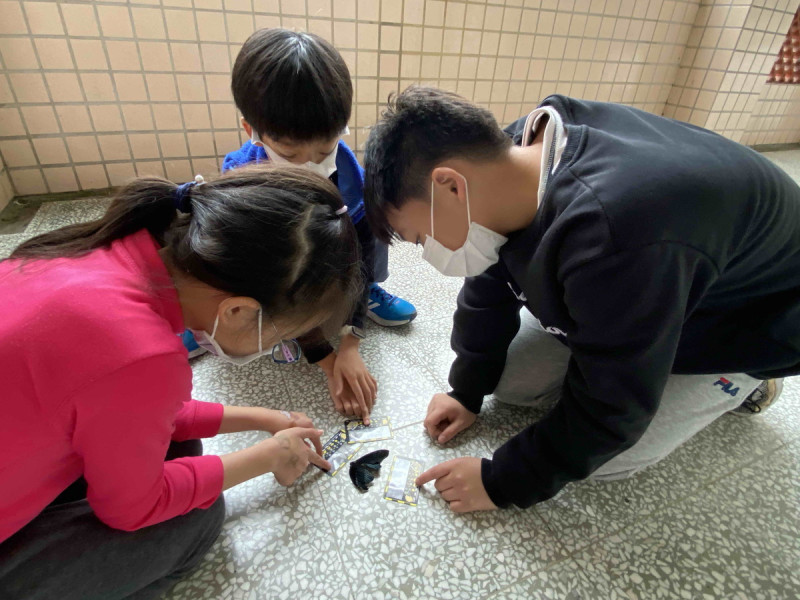 學生使用路殺比例尺觀察蝴蝶。   圖：青潭國小提供