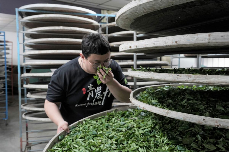 碧螺春以手工嫩摘茶樹，透過茶師精湛製茶技術炒菁後所揉製而成，茶湯碧綠清澈、鮮活爽口。   圖：新北市農業局提供