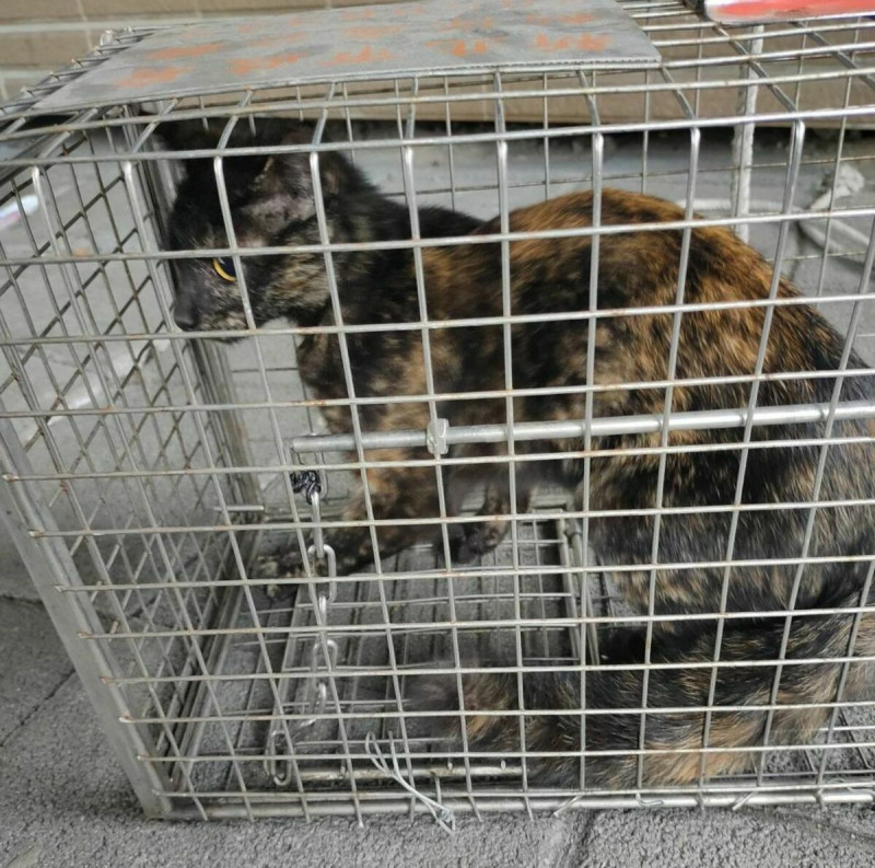 動保員蘇容廷使用誘捕籠，終成功救下小貓咪。                                          圖：新北市動保處提供 