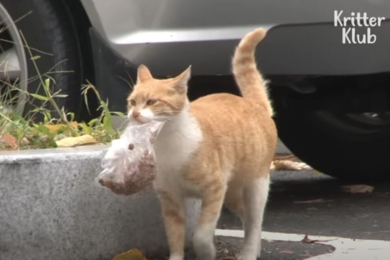韓國的這隻浪貓每次都會外帶食物，引起人們的注意。   圖／Youtube：Kritter Klub