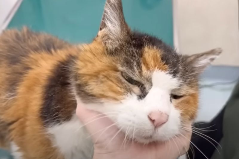 長壽貓「娜娜（ナナ）」今年27歲了。   圖／Youtube：三ツ池動物病院チャンネル