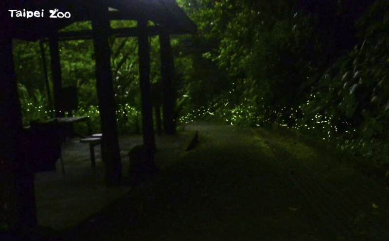 台北市立動物園也在本週開始進入螢火蟲繁盛期。   圖：台北市立動物園／提供