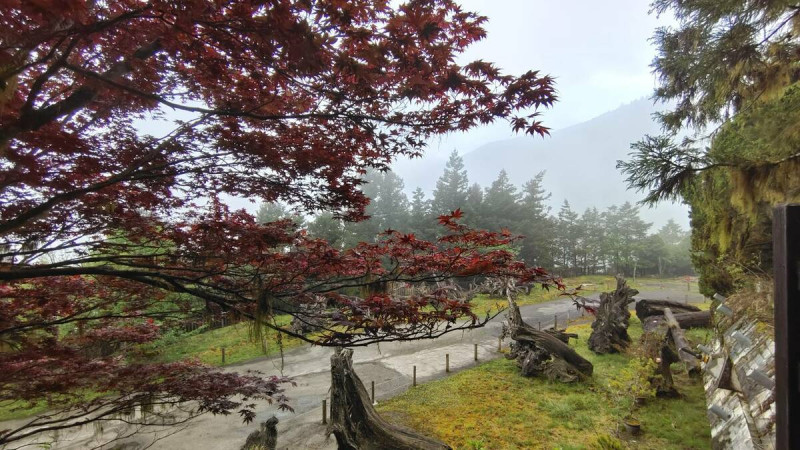 「紫葉槭」每年4至10月都會呈現如紫紅色楓葉的美景。   圖：羅東林區管理處／提供