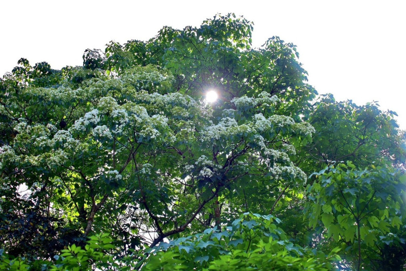 深坑萬福公園的桐花盛開中。   圖：新北市景觀處提供