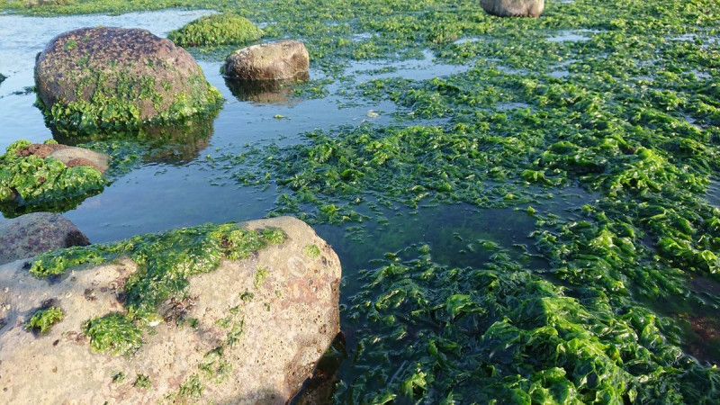 珠螺棲息在沿海潮間帶及潮池，以岩礁上的海藻為食，在北海岸岩礁潮間帶可採集到珠螺。   圖：新北市漁業處提供