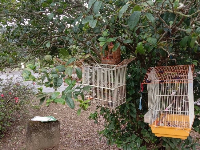翁姓男子把誘捕籠掛設在桂花樹下，吸引野生鳥類接近。   圖：新北市動保處提供