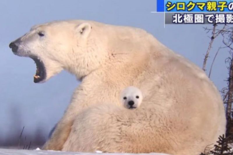 小北極熊躲在媽媽懷裡，使整張照片看起來就像合成圖。   圖／Twitter：tyomateee2