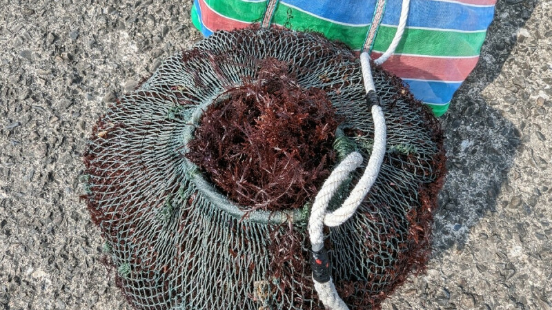 剛採收上岸的石花菜。   圖：新北市漁業處提供
