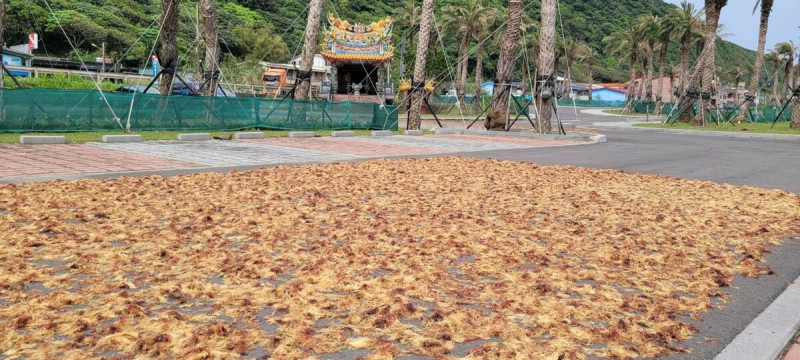 濱海公路旁的石花菜毯。   圖：新北市漁業處提供