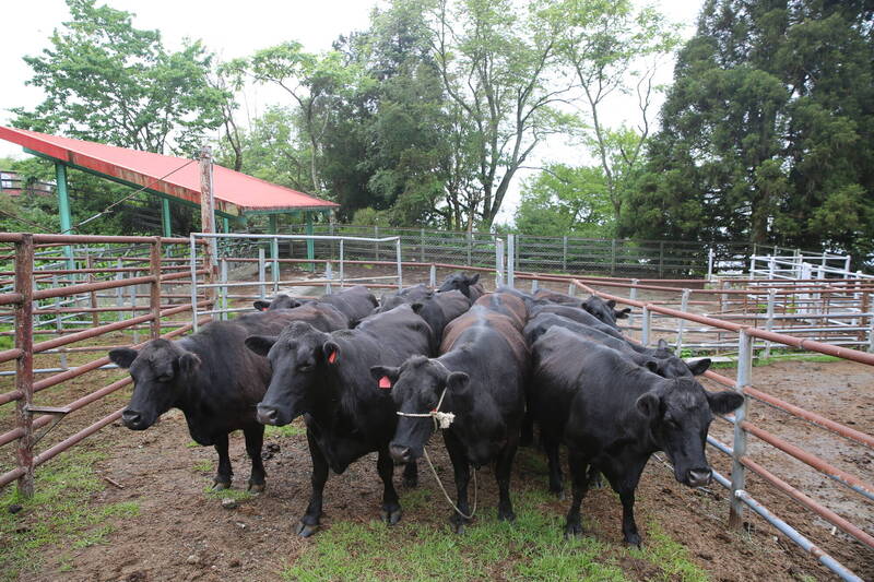 清境農場今(26)天出售22頭安格斯牛。   圖：清境農場／提供