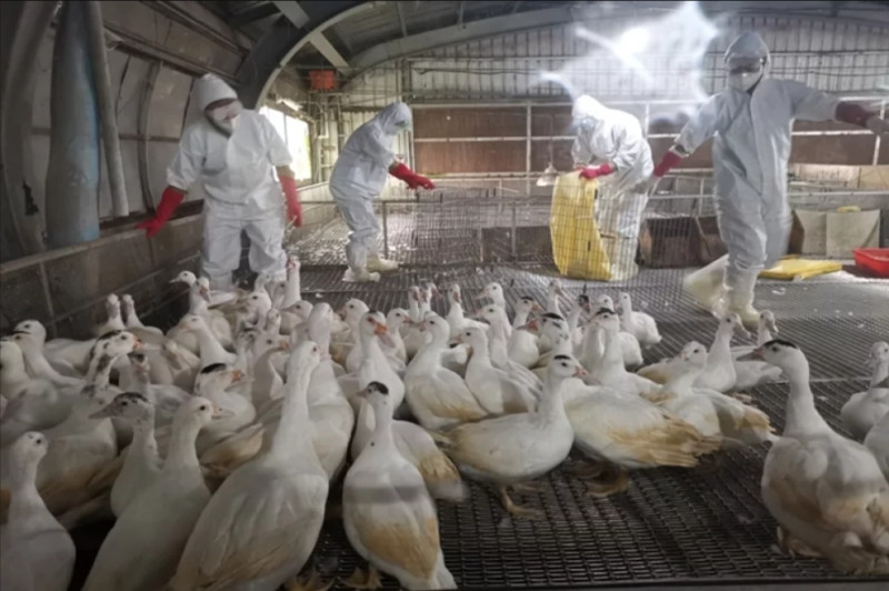 H5N1是一種特殊類型的流感病毒，主要是鳥類攜帶傳播。   圖：取自宜蘭動植物防疫所