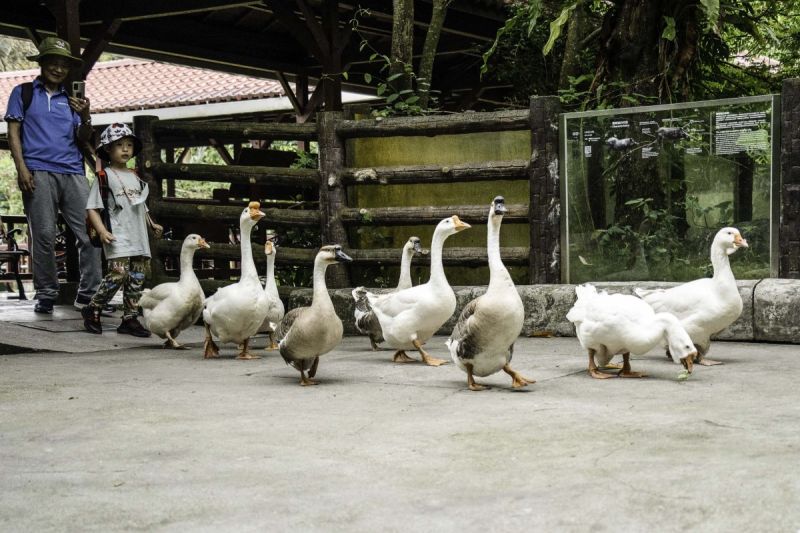 臺北市立動物園推出萌度爆表之「家鵝遊行」，期待遊客來園共遊，一同起步走！   圖／臺北市立動物園 提供