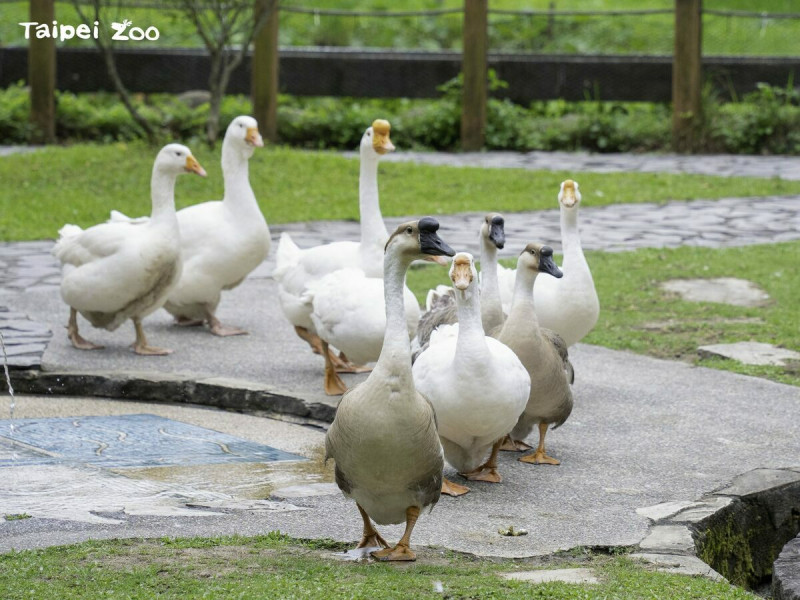 萌度爆表的「家鵝遊行」登場。   圖：翻攝自台北市立動物園官網