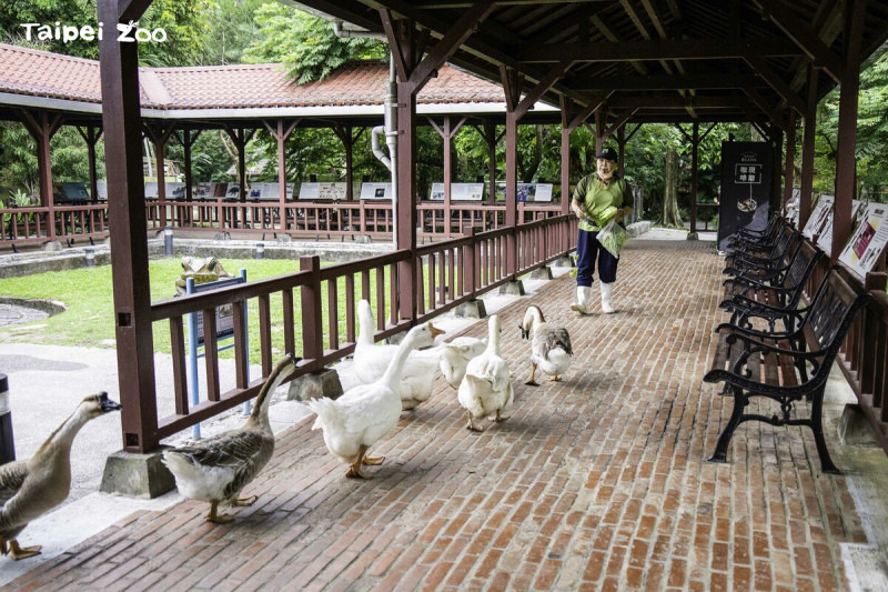 家鵝會聽從指令在兒童區內開放區域遊行。   圖：翻攝自台北市立動物園官網