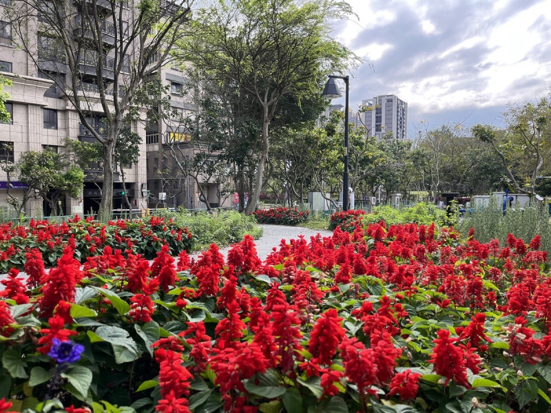 火熱鮮紅、葉色翠綠的一串紅，展現北大特區初夏之美。   圖：新北市水利局提供